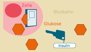Schlüssel-Schloss-Prinzip von Insulin und Glukose